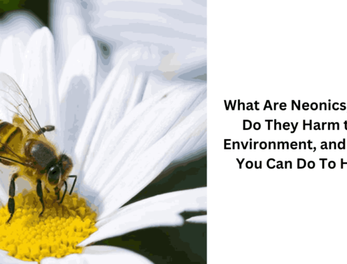 What Are Neonics