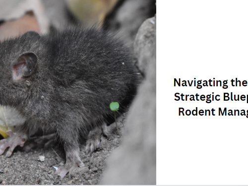 Navigating the Maze: A Strategic Blueprint for Rodent Management